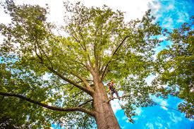 Best Stump Grinding and Removal  in Chattahoochee Hills, GA