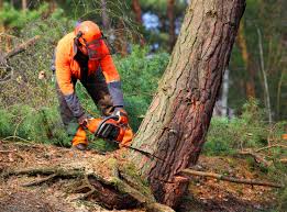 Best Seasonal Cleanup (Spring/Fall)  in Chattahoochee Hills, GA