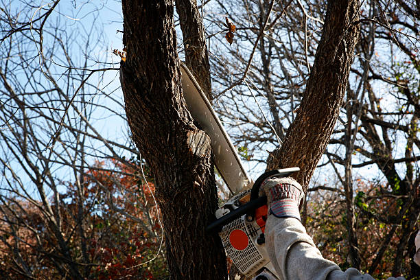 Best Hedge Trimming  in Chattahoochee Hills, GA